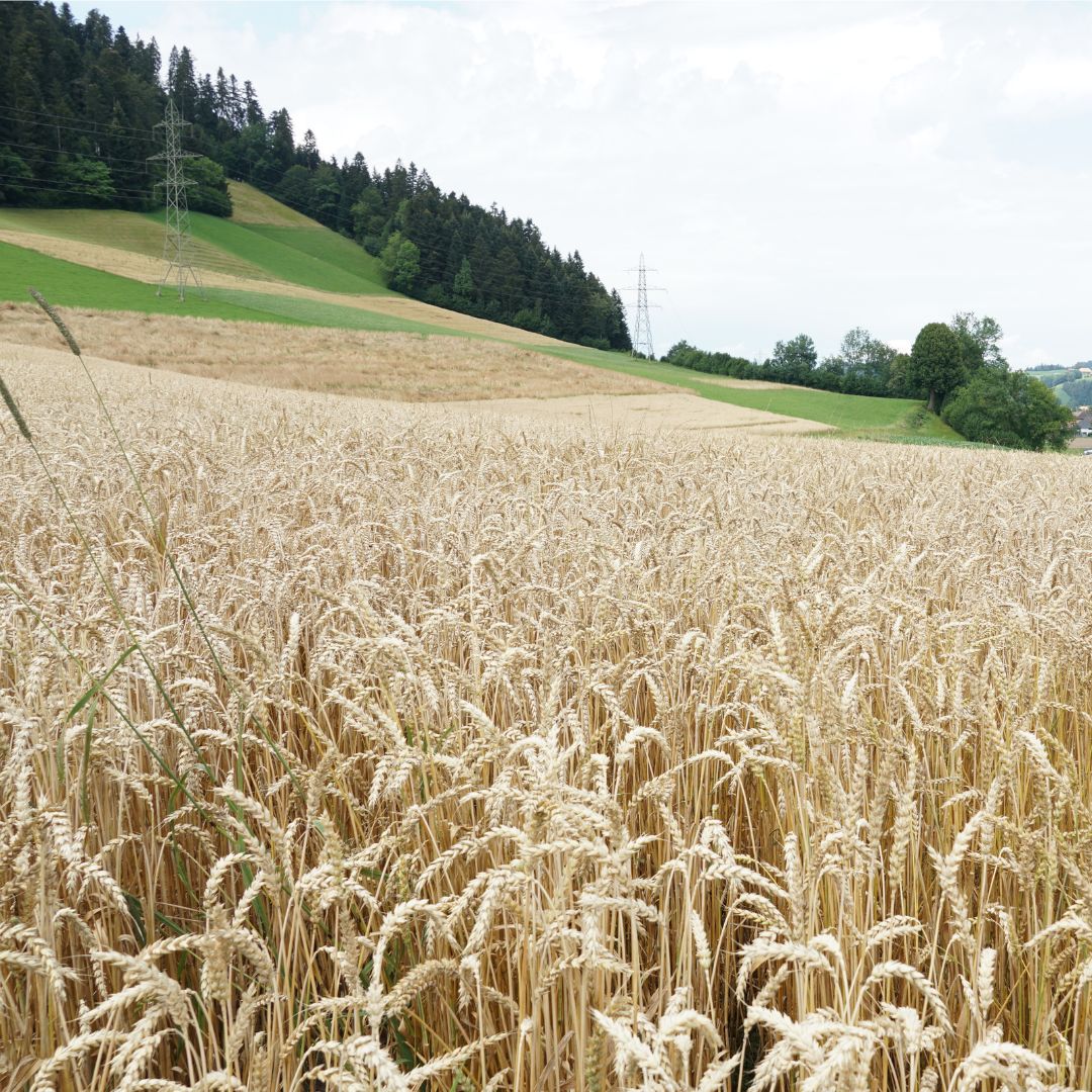 Weizenfeld_1080x1080
